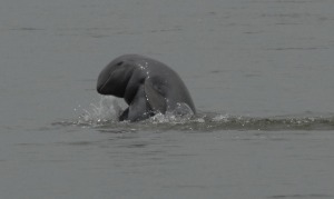 Kratie_River Dolphin_2